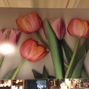Tulpen, Tulpen, Tulpen - Wunderbar!