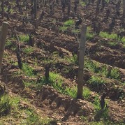 Pinot Noir-Rebstöcke in der Bourgogne
