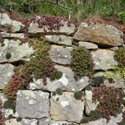 Wunderschöne Natursteinmauern entlang der Wege - Eidechsen inklusive