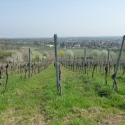 Der Hang auf dem die traumhaften Sauvignon-Blanc Trauben reifen.... Hmmm