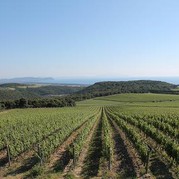 Weinberge von Tenuta Argentiera