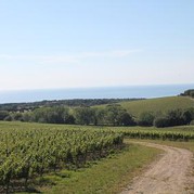 Weinberge von Tenuta Argentiera mit Blick aufs Meer