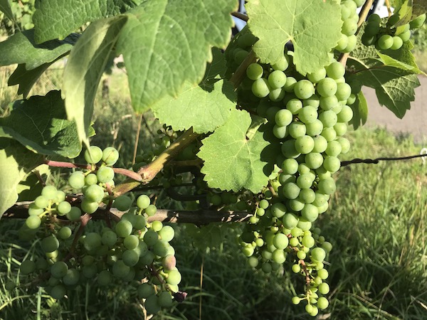 Rieslingweine vom Gipskeuper, Schilfsandstein und Kieselsandstein eine jeweils typische mineralische Note. Weinproben, Weinverkostungen in Stuttgart im Wein-Musketier