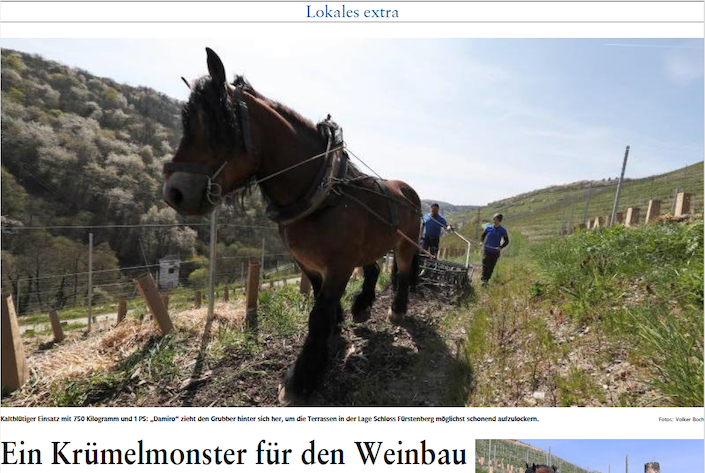 Nachhaltig im Weinberg mit Kaltblut, Jochen Ratzenberger in Baccharach und Ihr Weinladen in Stuttgart Degerloch