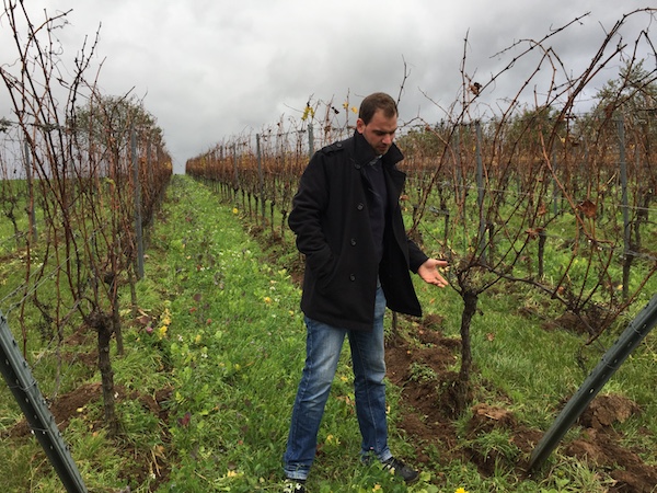 Eine Weinprobe als Geschenk mit den Weinen von David Klenert, eine tolle Geschenkidee