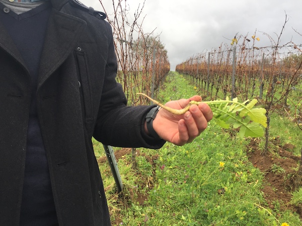 David Klenert auf seinen Rebflächen in Kraichtal mit dem Team vom Weinhandel Stuttgart