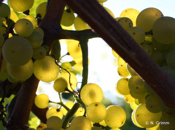 Alles wächst bei Andreas Grimm: Portugieser, Burgunder, Dornfelder, Riesling, Sauvignon, Chardonnay, Gewürztraminer, Scheurebe