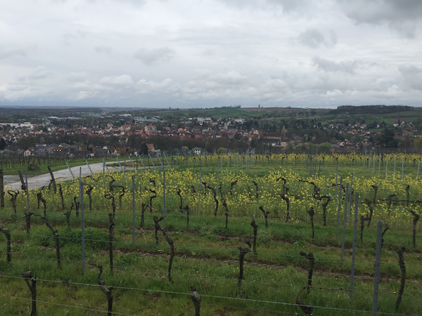 Andreas Grimm vom Weingut Grimm zeigt dem Wein-Musketier Stuttgart, Wein & Kultur ...