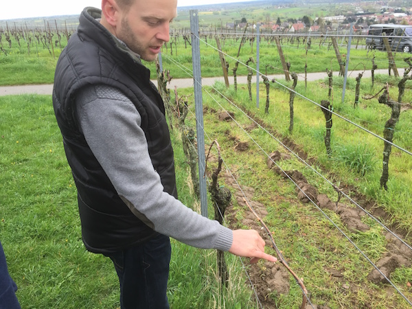 Die ersten 'Augen' an den Rebstöcken vom Weingut Grimm ...