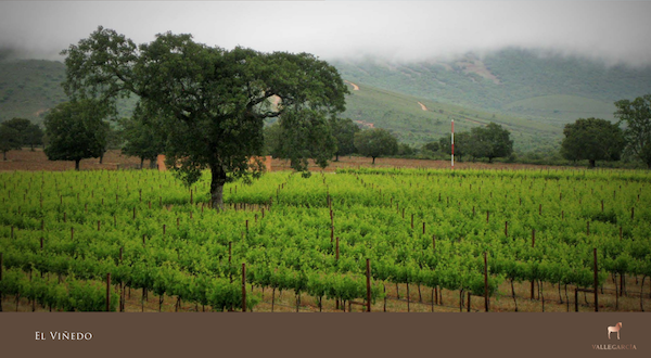 Die Rebflächen der Bodegas Pago de Vallegarcia