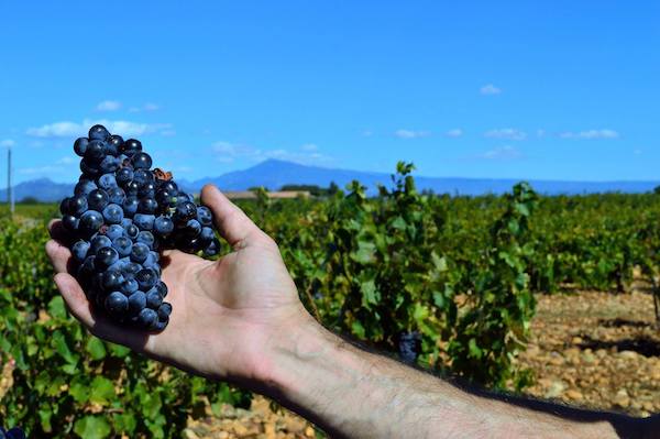 Domaine Grand Veneur Châteauneuf du Pape kaufen Sie diese Cote du Rhone Weine in Stuttgart