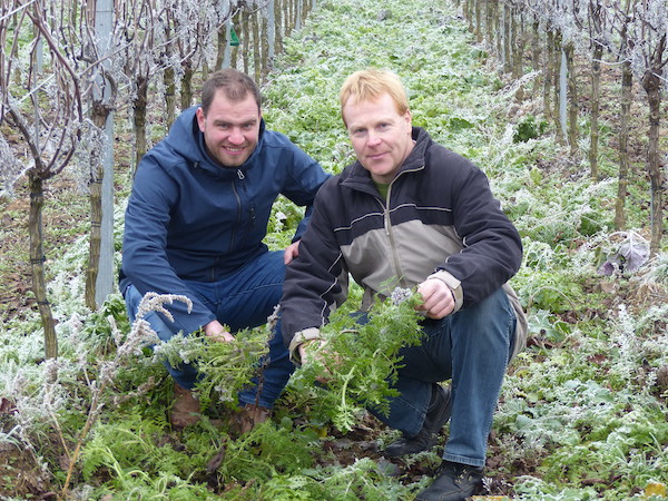 Kraichtaler David Klenert mit Hilfe aus Oberschwaben erster deutscher Klima-Winzer! Weinprobe bei Ihrem Wein-Musketier! Wein kaufen Kraichtaler David Klenert mit Hilfe aus Oberschwaben erster deutscher Klima-Winzer! Weinprobe bei Ihrem Wein-Musketier! Wein kaufen