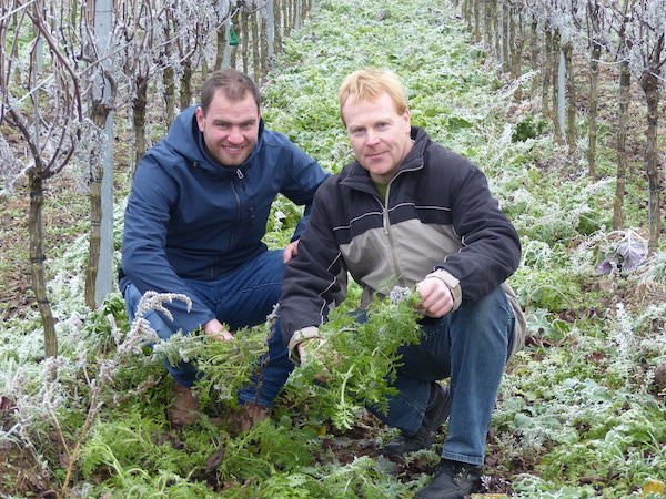 Kraichtaler David Klenert mit Hilfe aus Oberschwaben erster deutscher Klima-Winzer! Weinprobe bei Ihrem Wein-Musketier! Wein kaufen