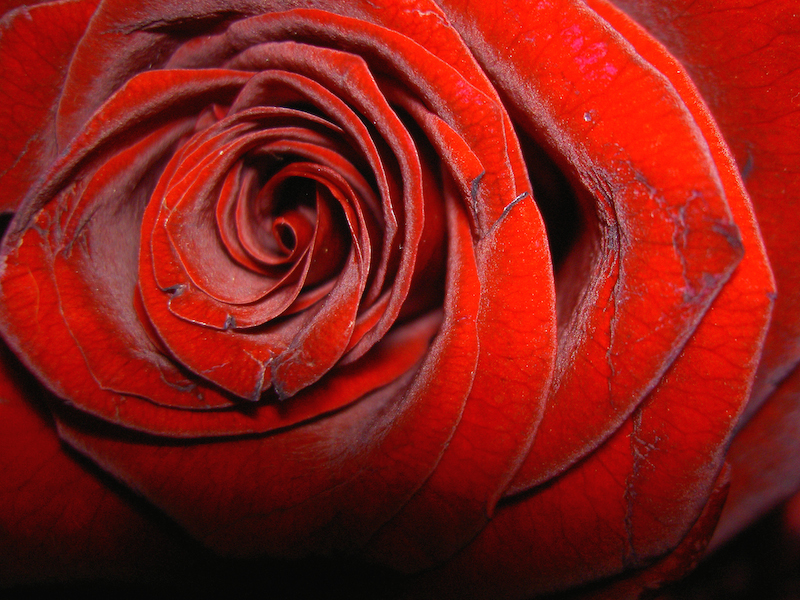 Rosen in Stuttgart vom Wein-Musketier Guido Keller zum Valentinstag
